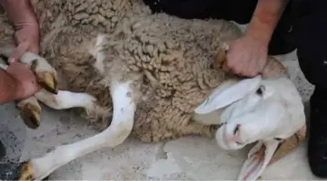 هل يجوز ذبح الأضحية أمام الحيوانات الأخرى؟.. الإفتاء تجيب